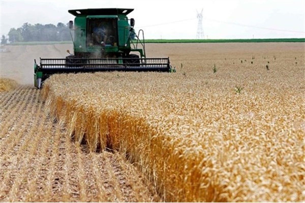 قیمت گندم جهانی کاهش یافت