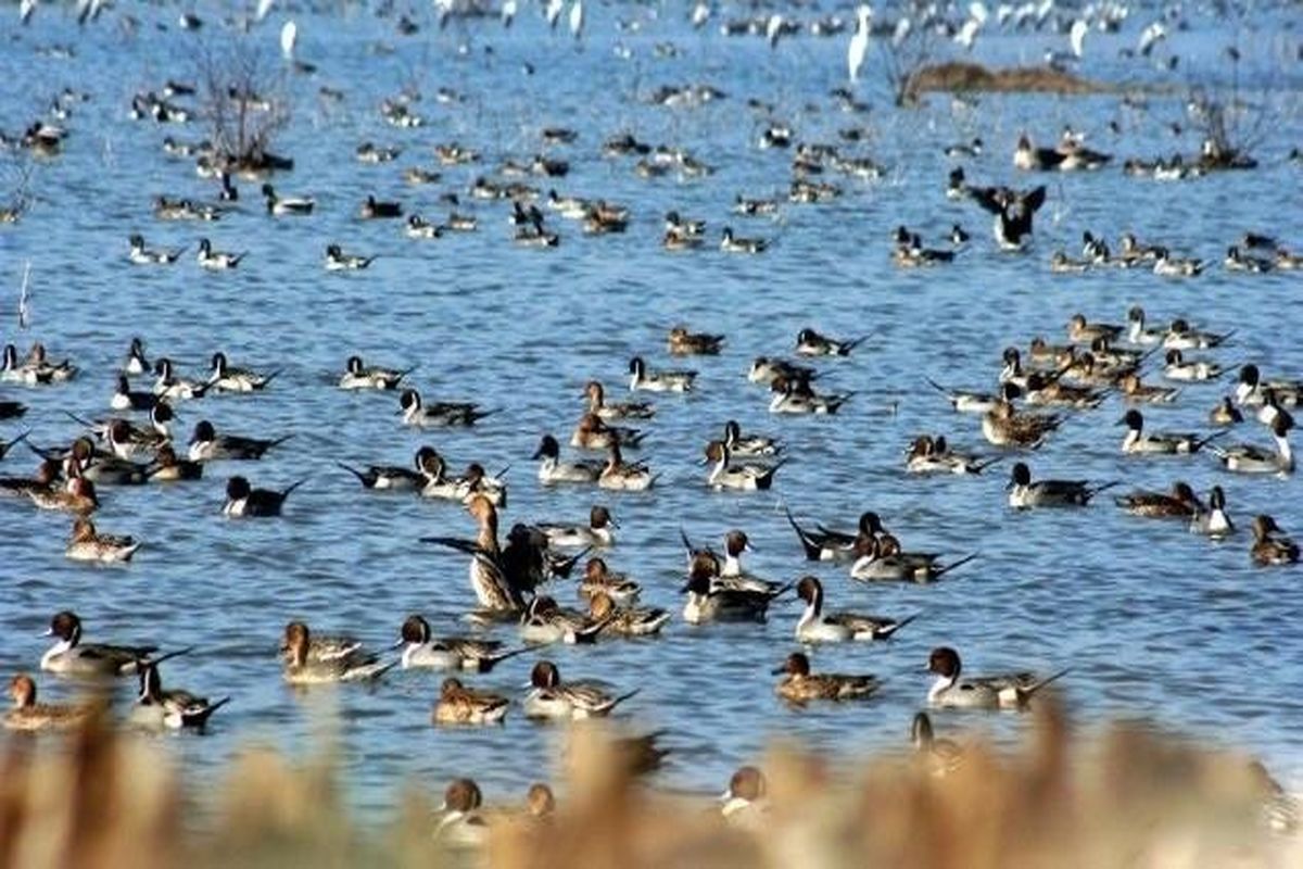 فرود هشت هزار انواع پرنده در تالاب‌های نقده