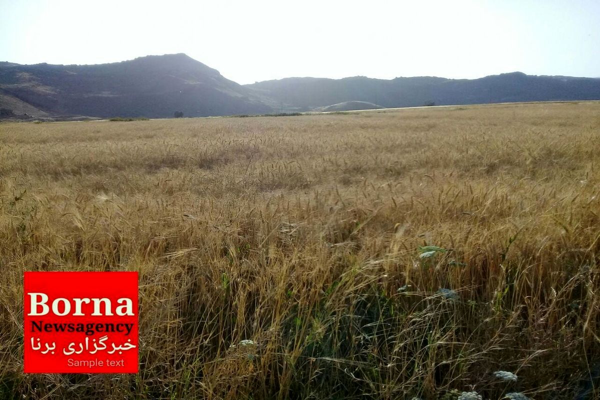 خرید بیش از ۳۵ هزار تن گندم مازاد بر نیاز کشاورزان در خرم آباد