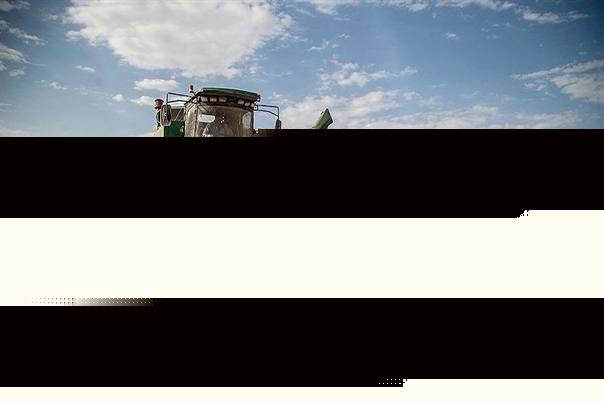 کریمه رکورد برداشت غلات را ثبت کرد