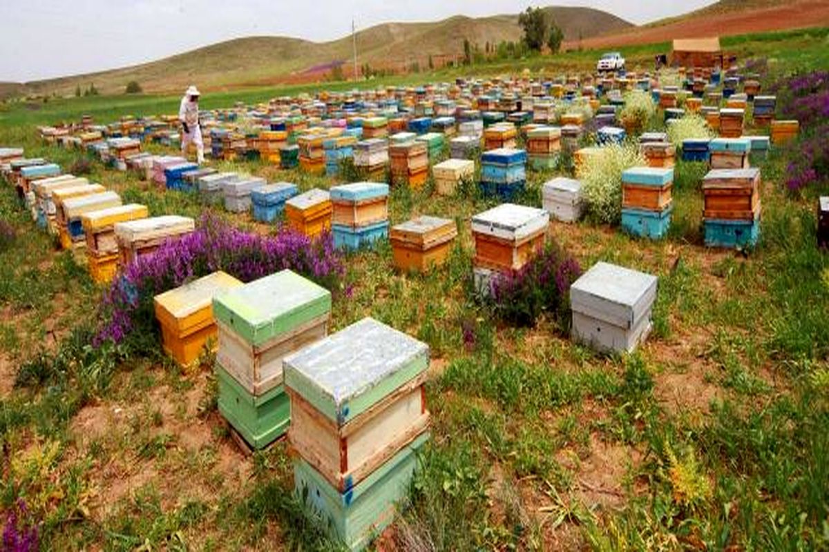 اجرای پوشش بیمه تکمیلی زنبورستان‌ها در سال زراعی آینده