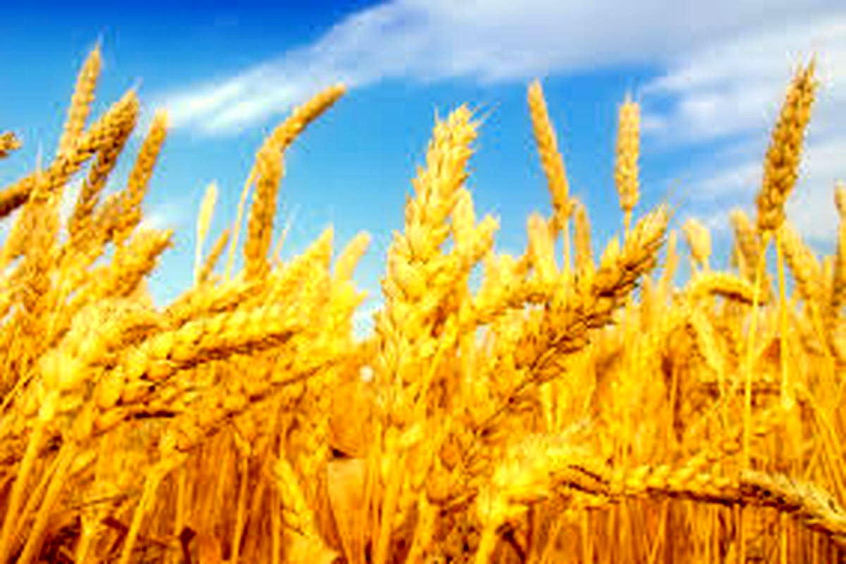 آمادگی اوکراین برای صادرات ۶۰ میلیون تن گندم و غلات در ۹ ماه