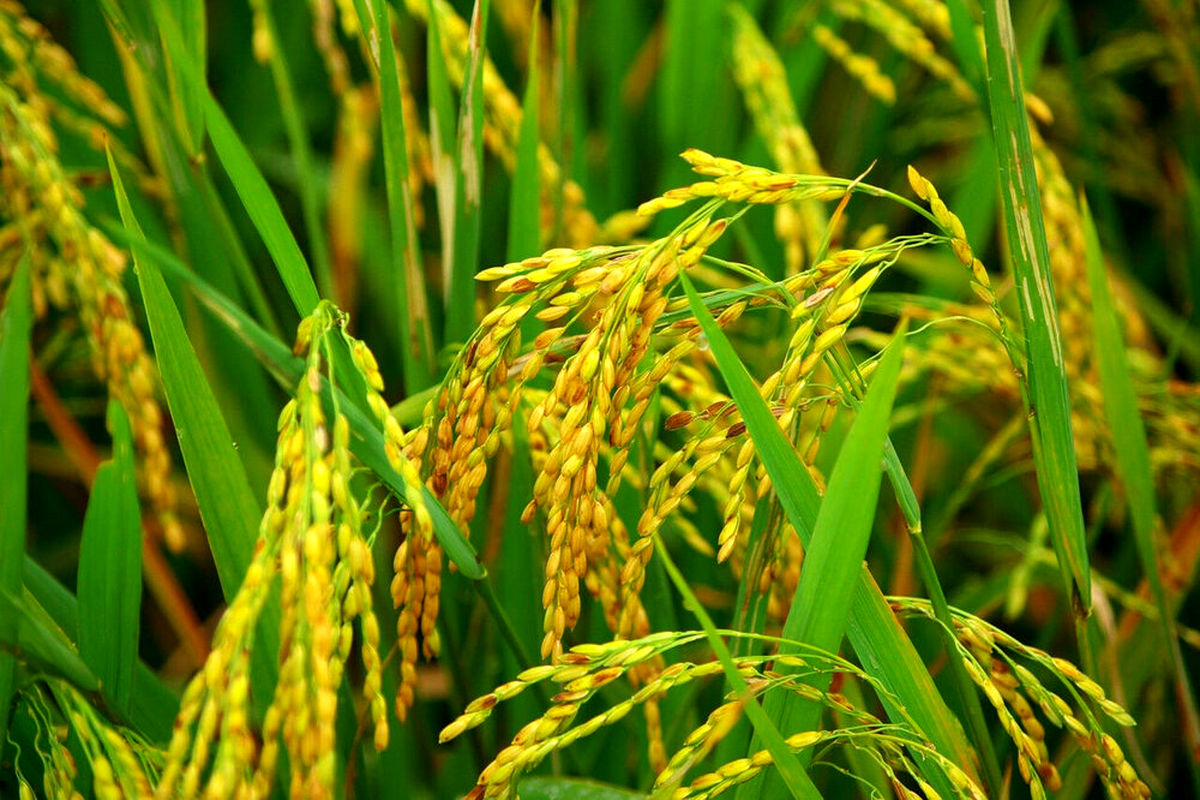 خوشه های برنج در شالیزارهای گیلان به بار نشست