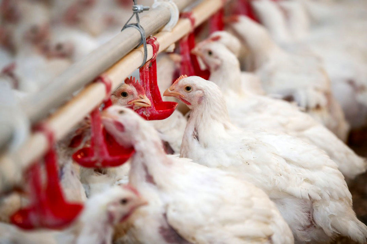 کاهش قدرت خرید مردم باعث افت خرید مرغ شد