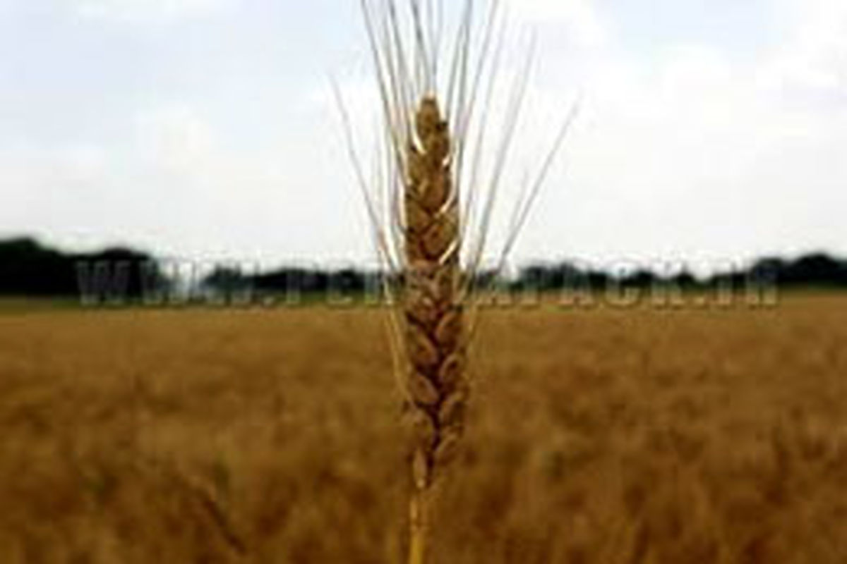 مصر سفارش خرید ۲۴۰ هزار تن گندم اوکراین را لغو کرد