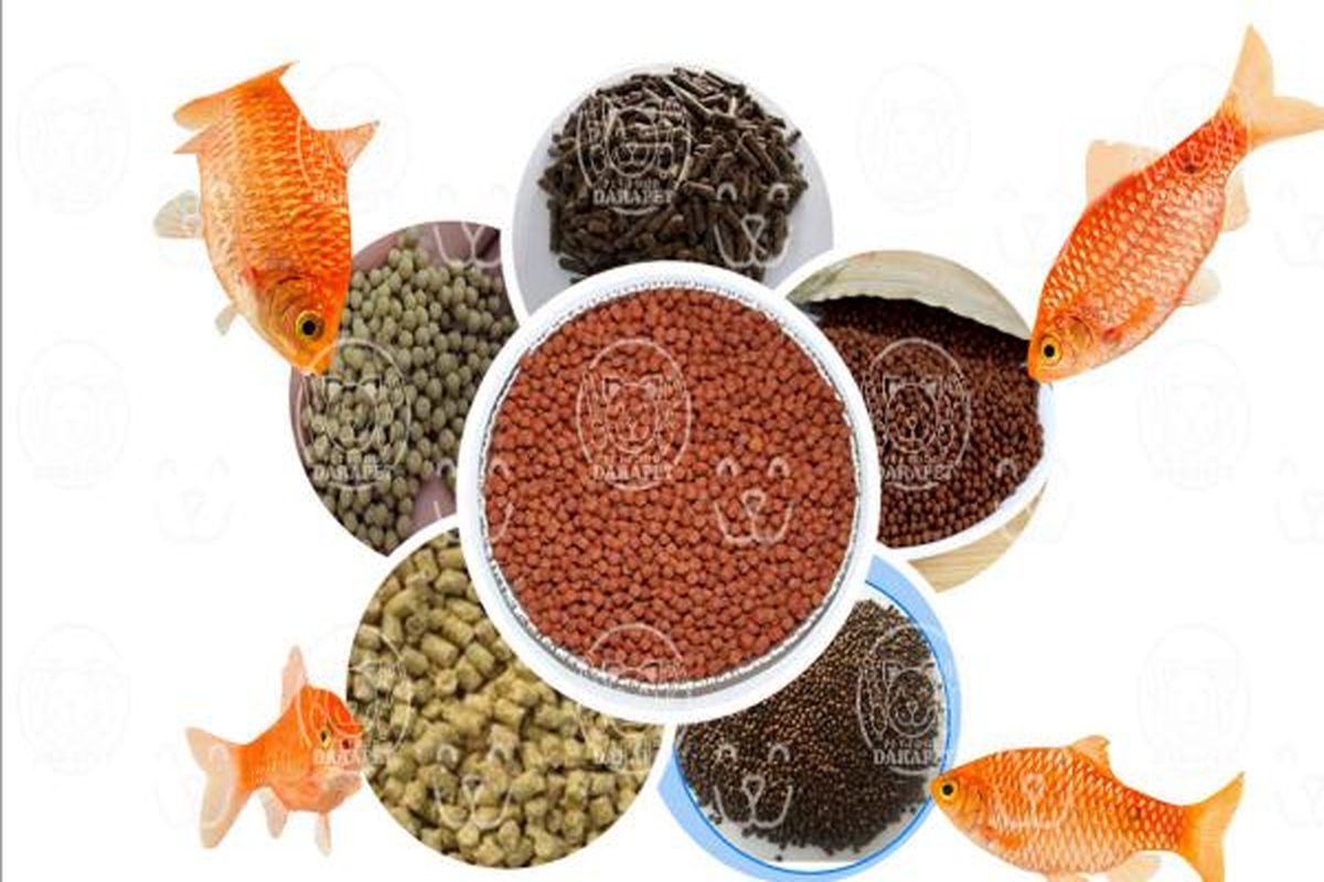 صادرات ۴۰ تنی خوراک آماده آبزیان به روسیه برای نخستین بار در کشور