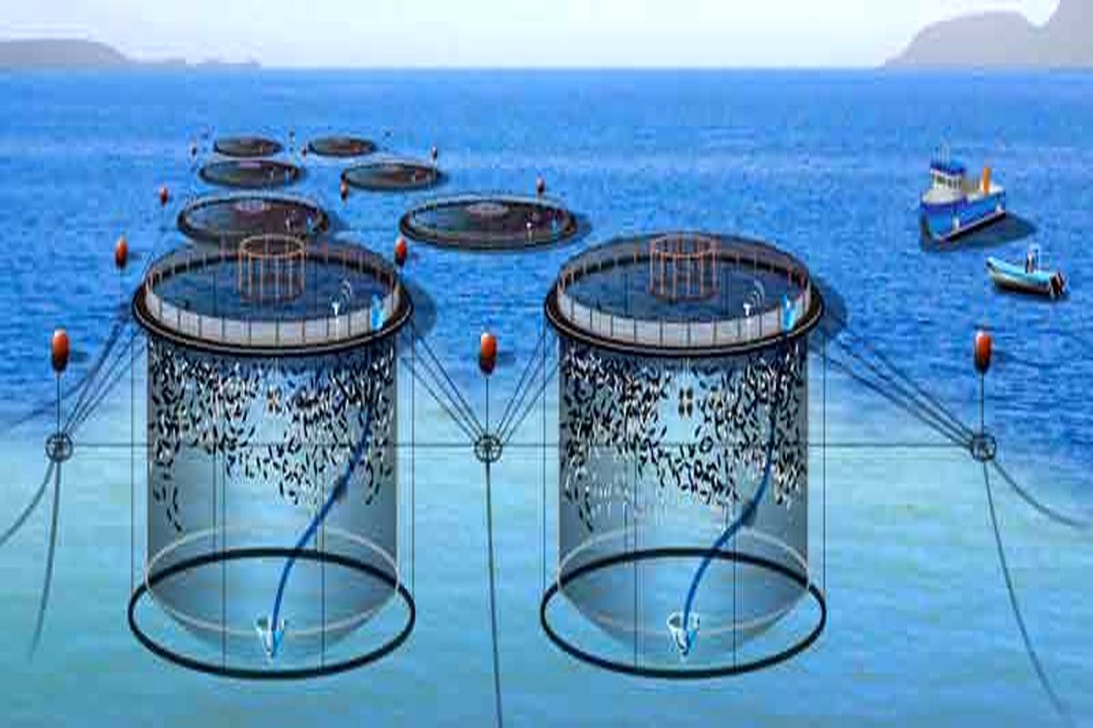 تولید قفس پرورش ماهی با قدرت دوام در طول موج بالا که می‌تواند به تامین امنیت غذایی دریایی کمک کند