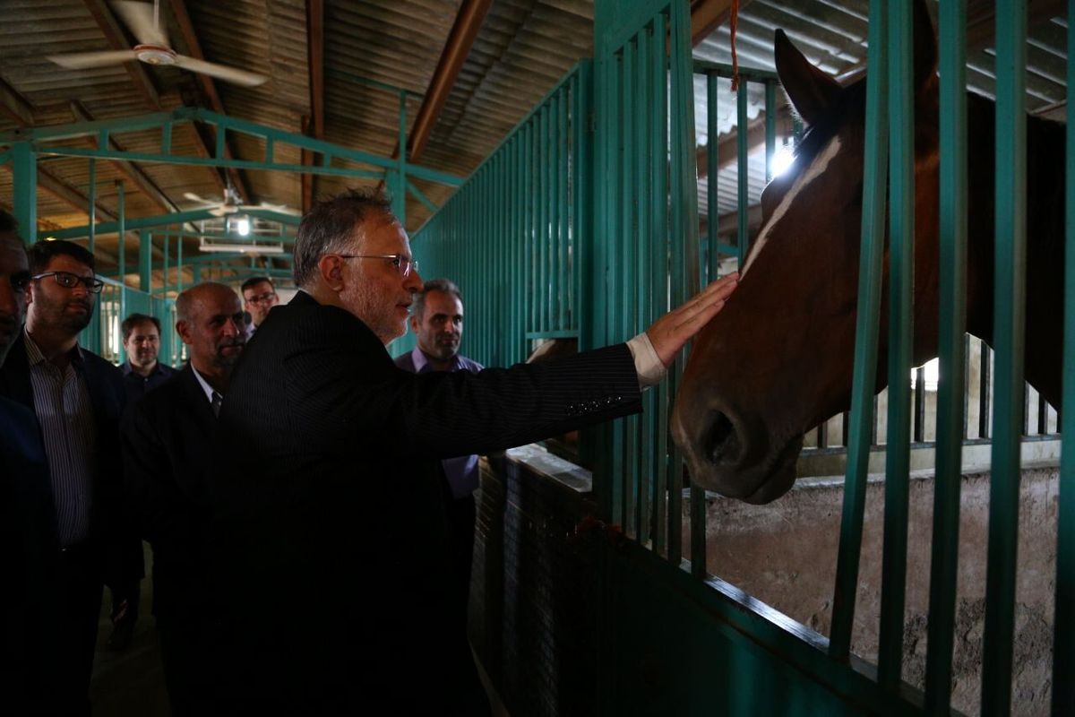استاندار قزوین از یک مجموعه سوارکاری و پرورش اسب بازدید کرد
