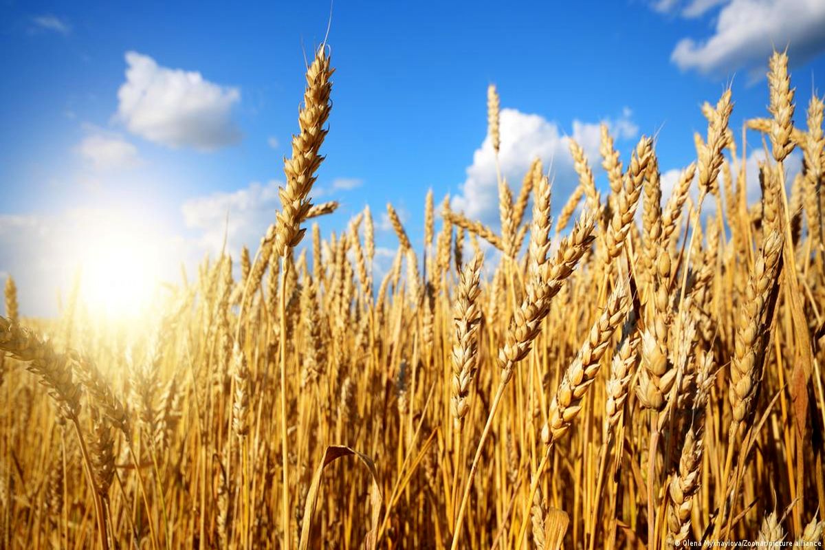 ۶۰۰ هزار تن گندم مازاد بر نیاز کشاورزان در کردستان خریداری شد