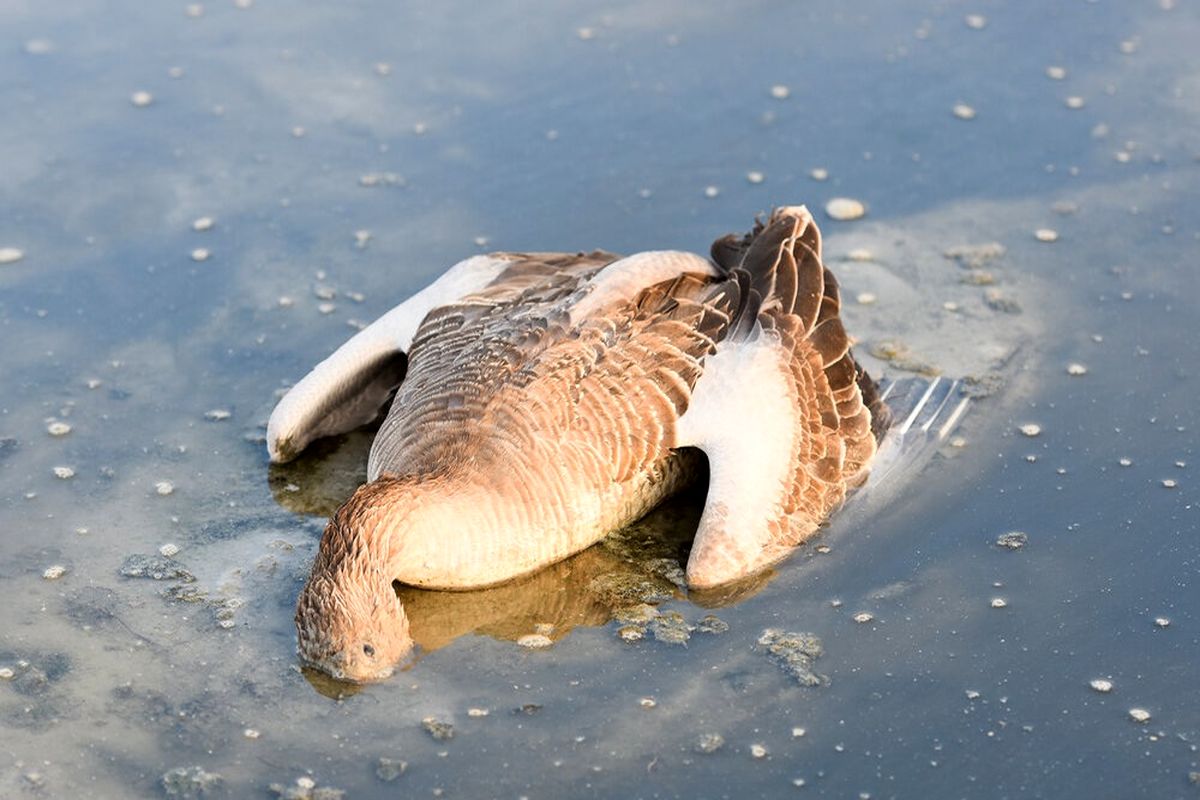 هشدار دامپزشکی کهگیلویه و بویراحمد درباره شیوع آنفلوآنزای فوق حاد پرندگان