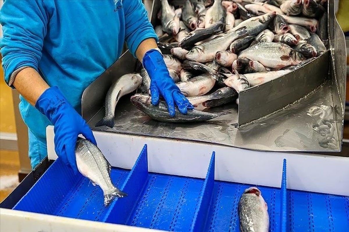 رشد ۱۰۰ درصدی تولیدات شیلات تا پایان ۱۴۰۴/ صادرات ماهی و میگو ایران به ۴۰ کشور دنیا