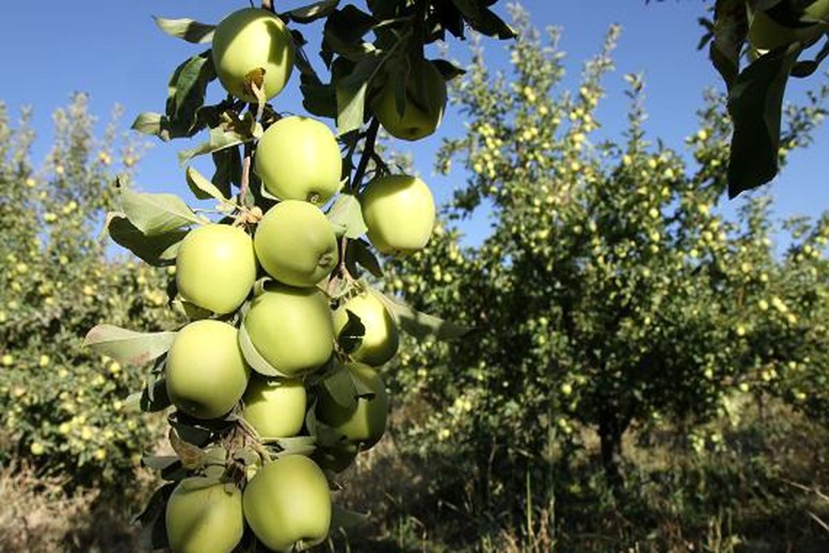 باغات سیب کهگیلویه و بویراحمد در تسخیر جهاد کشاورزی