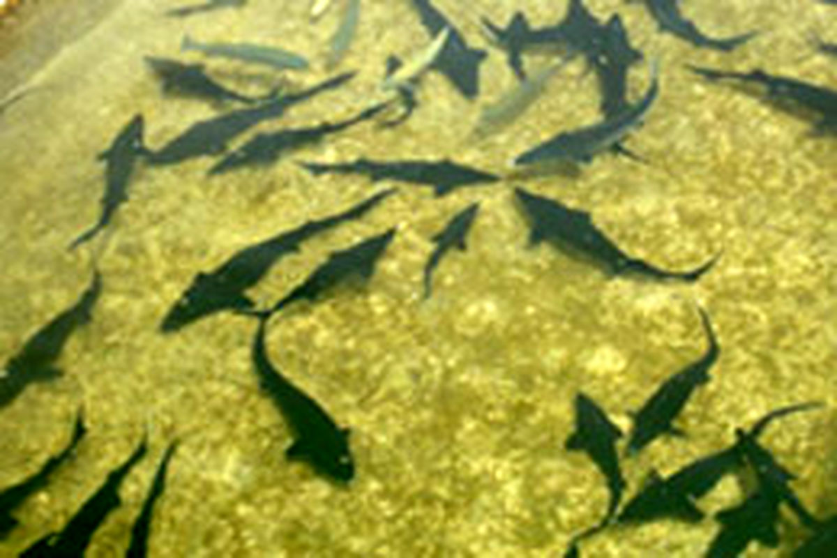 پیش بینی امکان تولید ۴ هزار و ۵۰۰ تن ماهی خاویاری در قفس در سد کارون۳