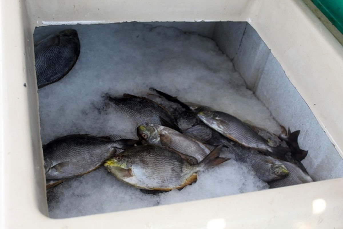 کشف بیش از یک تن انواع آبزیان دریایی قاچاق در ابوموسی