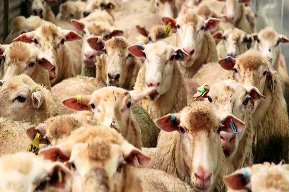 ۷۰ هزار راس دام سبک صادر شد