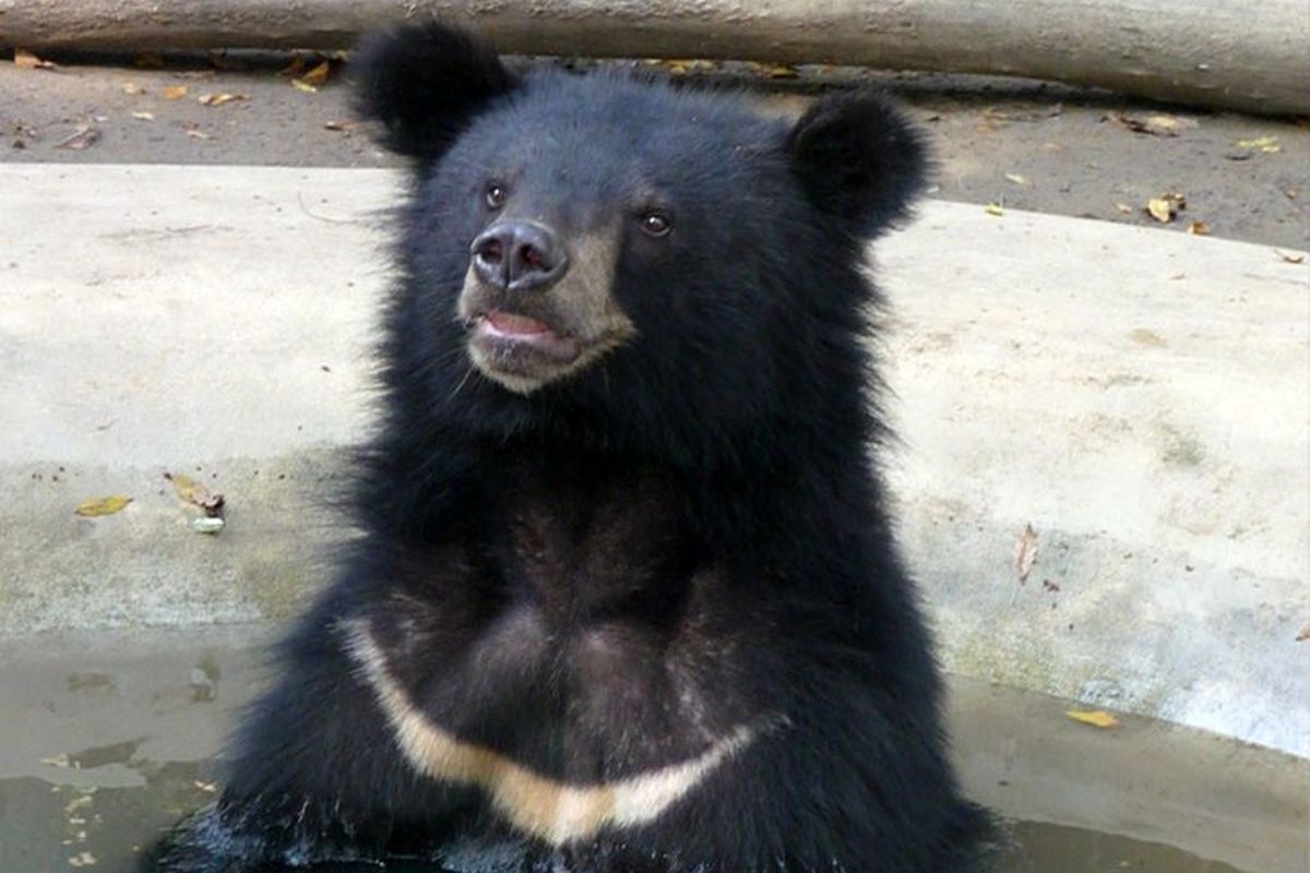احتمال افزایش خرس آسیایی در قلعه‌گنج