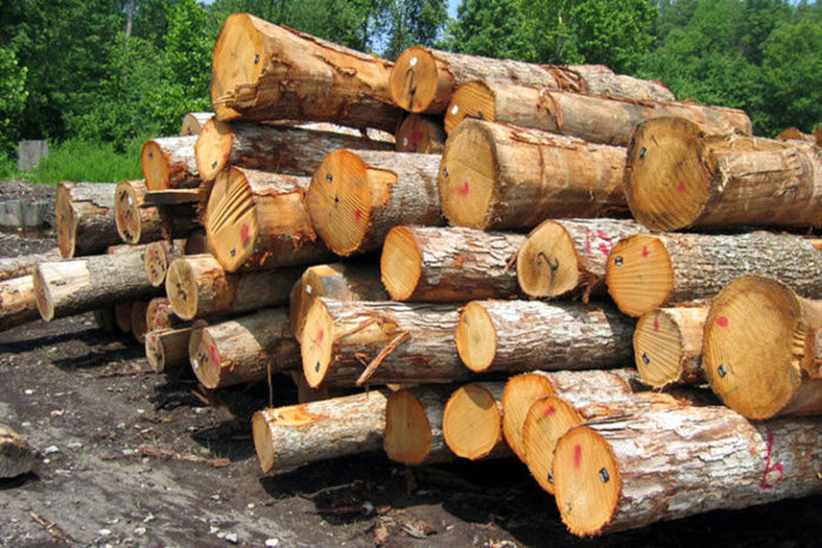 کشف دپو چوب جنگلی قاچاق در ساری