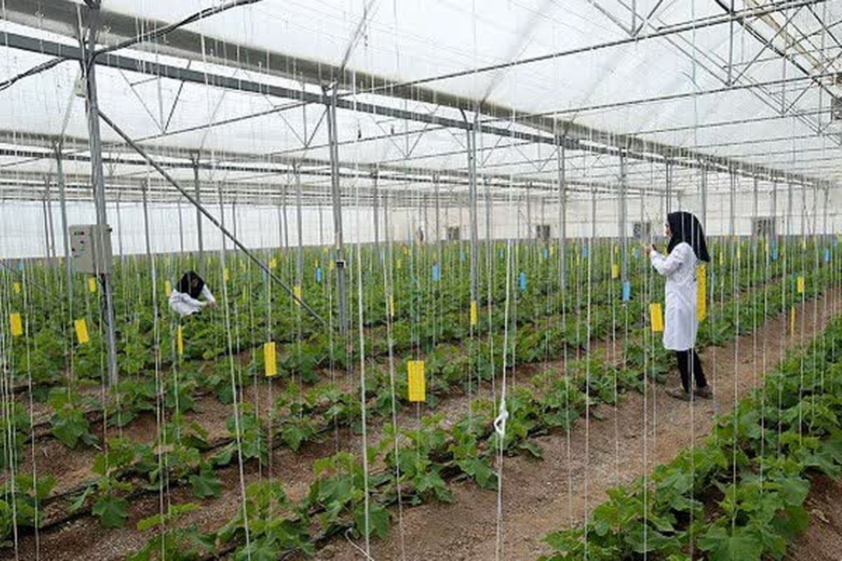 ۳۸۶۲ نفر اشتغال در زیر بخش های کشاورزی استان قزوین ایجاد شد