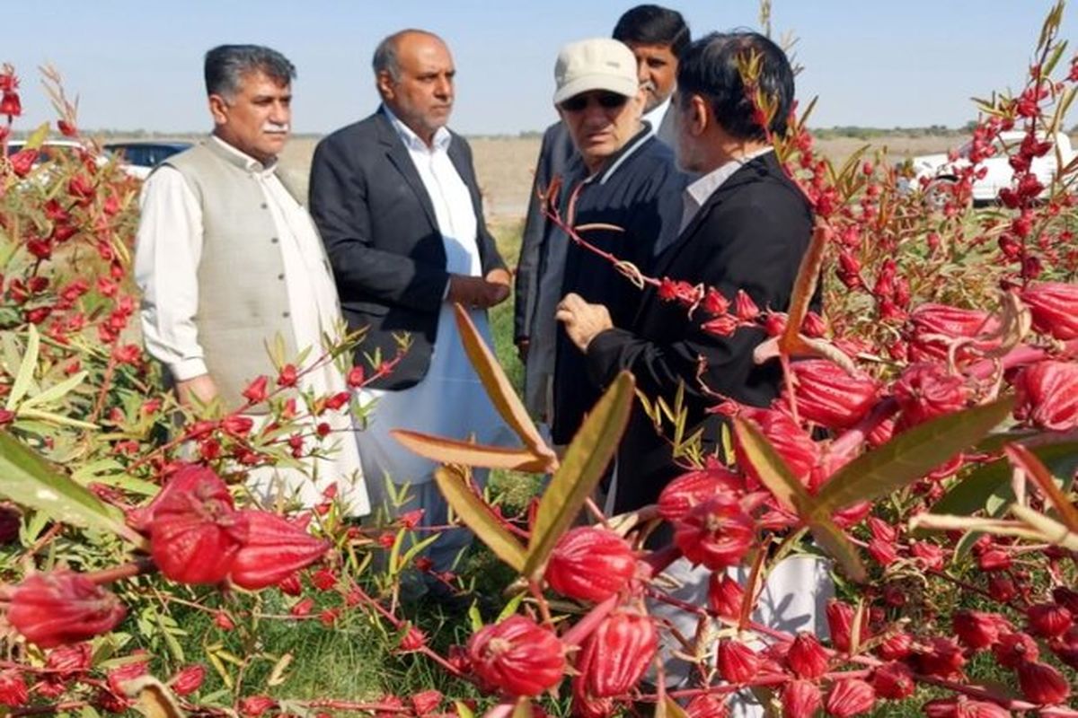 سیستان و بلوچستان رتبه نخست تولید چای ترش