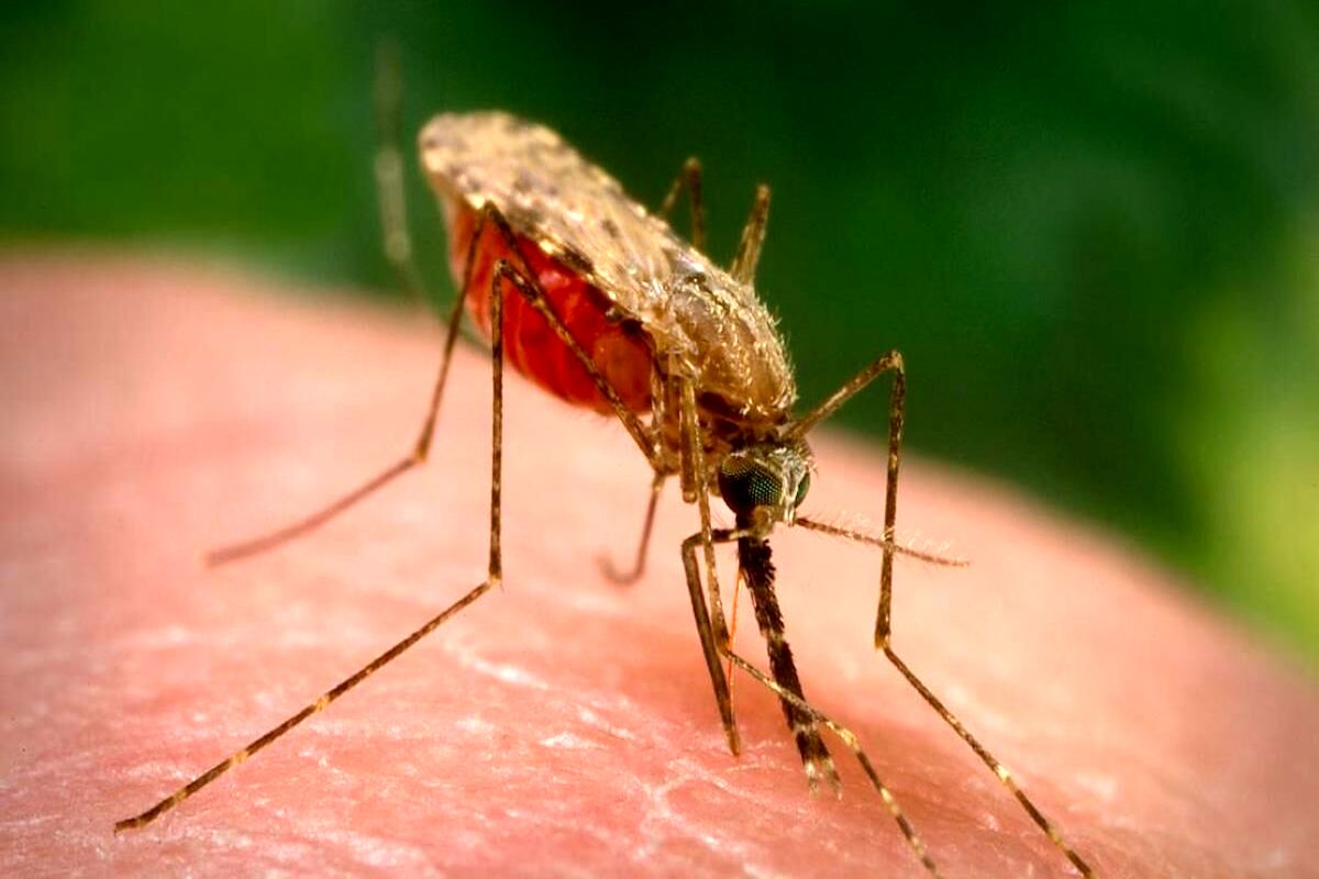 شمار مبتلایان به مالاریا در حوزه دانشگاه علوم پزشکی زاهدان از مرز ۹۸۰ نفر گذشت