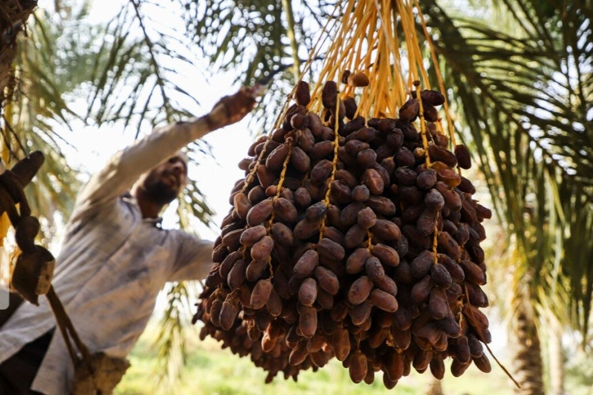 ۱۴۷ هزار تن خرما در سیستان و بلوچستان برداشت شد
