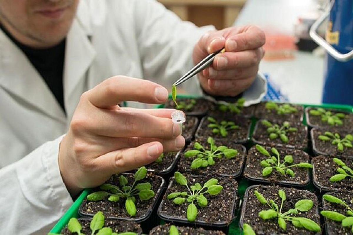 راه‌اندازی اولین و تنها کلینیک گیاه‌پزشکی دانشگاهی در بجنورد