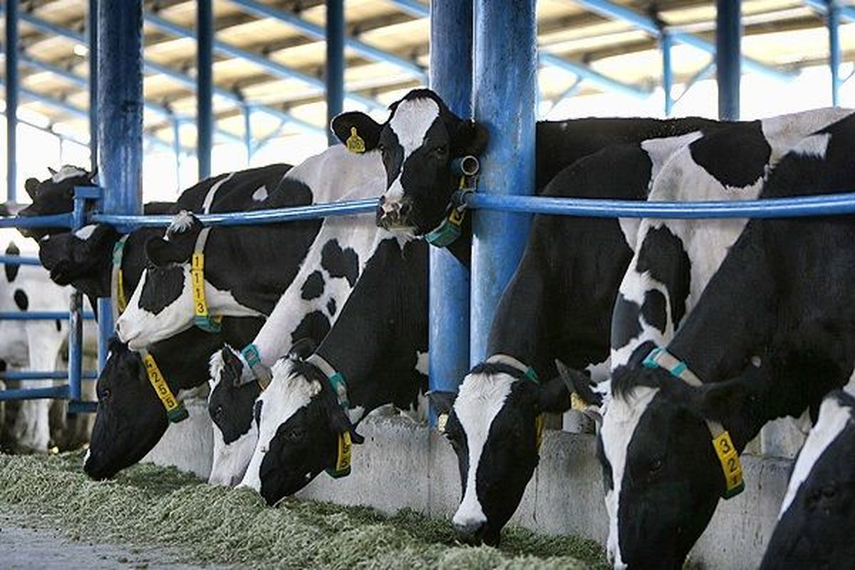 احداث گاوداری شیری ۱۰۰۰ هزار راسی در آبدانان