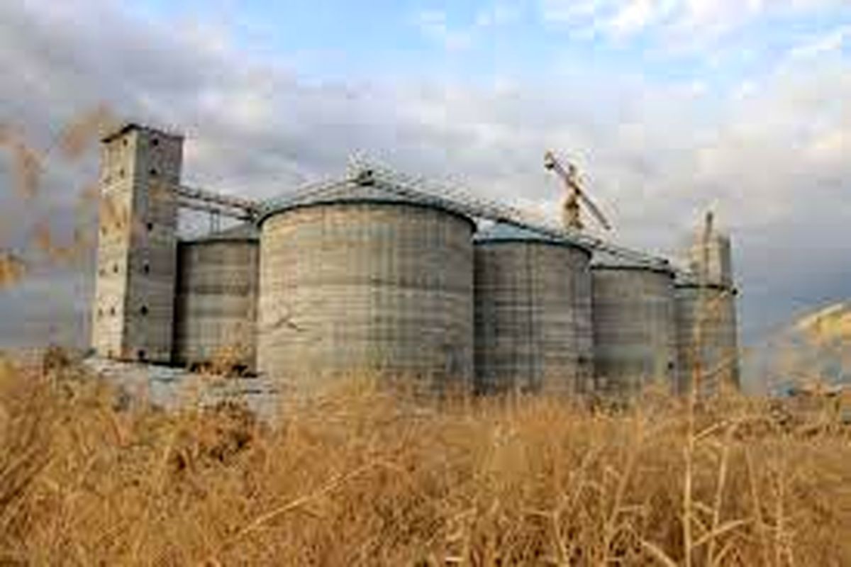 تولید گندم ۲۵ درصد و ذخایر  ۴۰ درصد رشد داشت/ انبارها و سیلوهای کشور مملو از گندم است