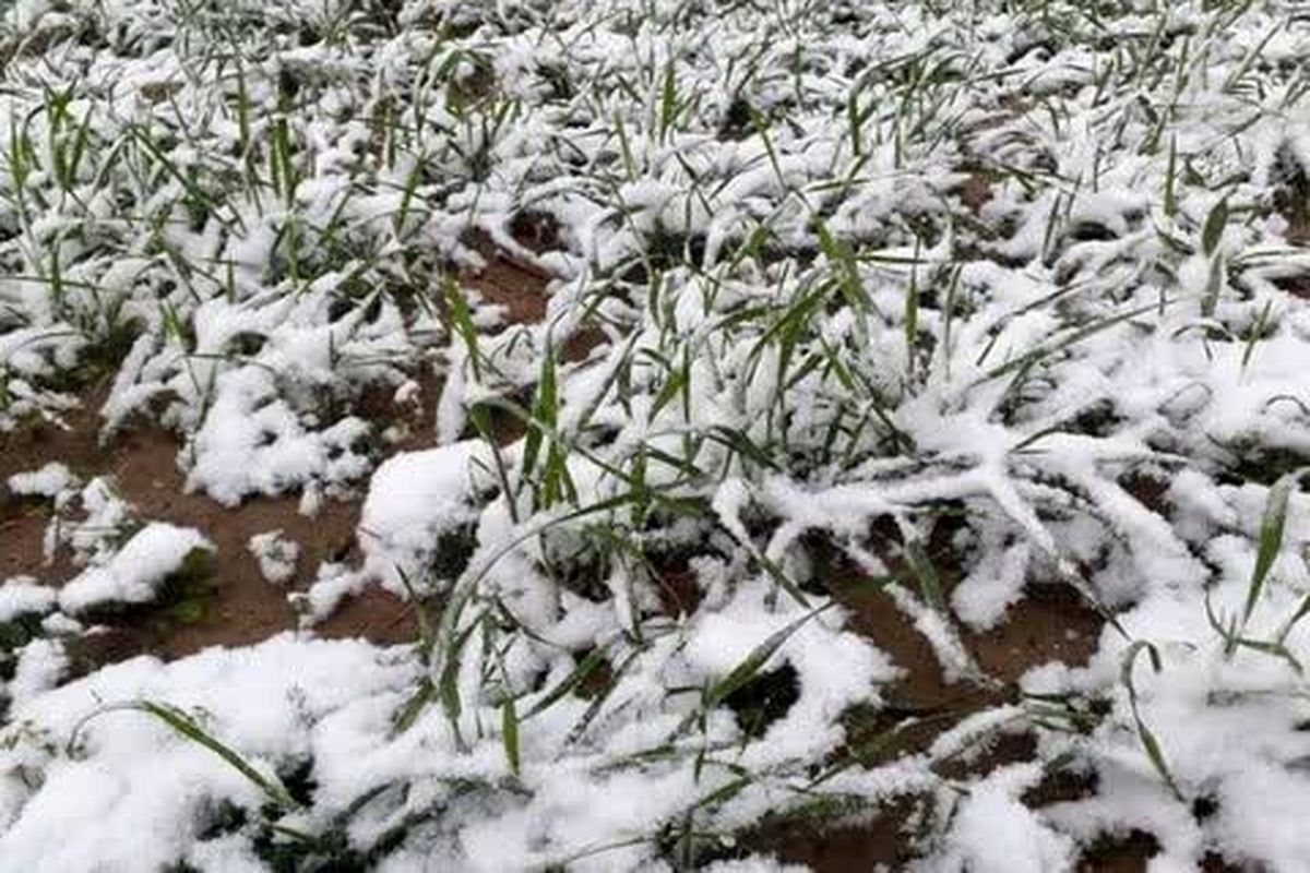 پرداخت ۲۰۰ میلیارد تومان به کشاورزان آسیب دیده از مخاطرات طبیعی استان قزوین