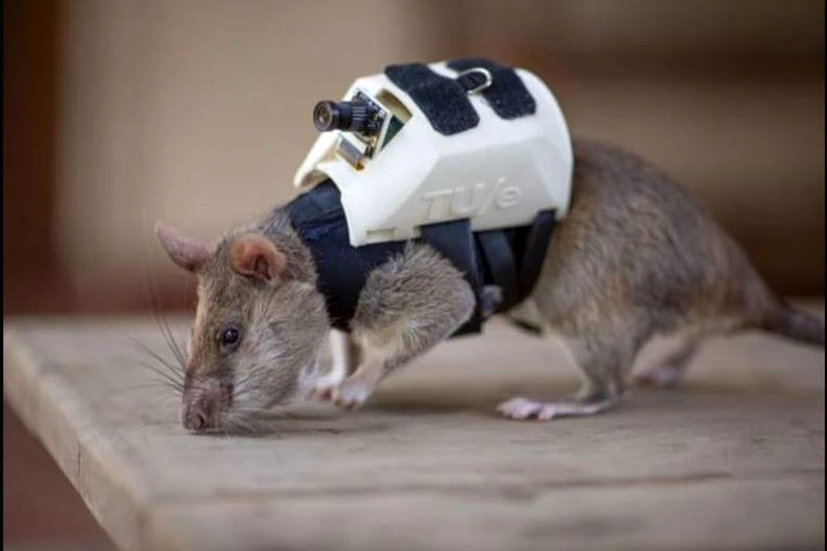 استفاده بی‌رحمانه از موش‌ها برای جاسوسی!