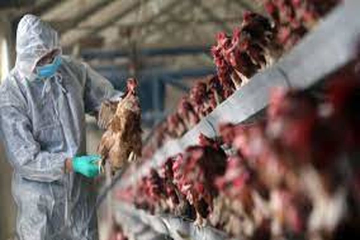 آقامیری: افزایش نظارت های بهداشتی مانع بروز نگرانی از ورود آنفولانزای پرندگان شده است