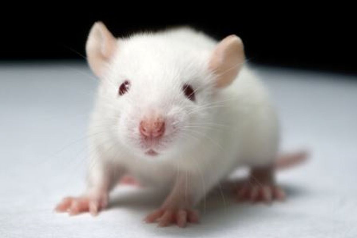 افزایش قدرت حافظه بلندمدت موش‌ها