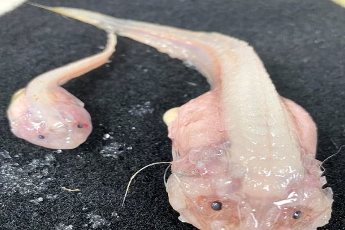 یک ماهی در عمیق‌ترین مناطق آبی ژاپن شناسایی شد!
