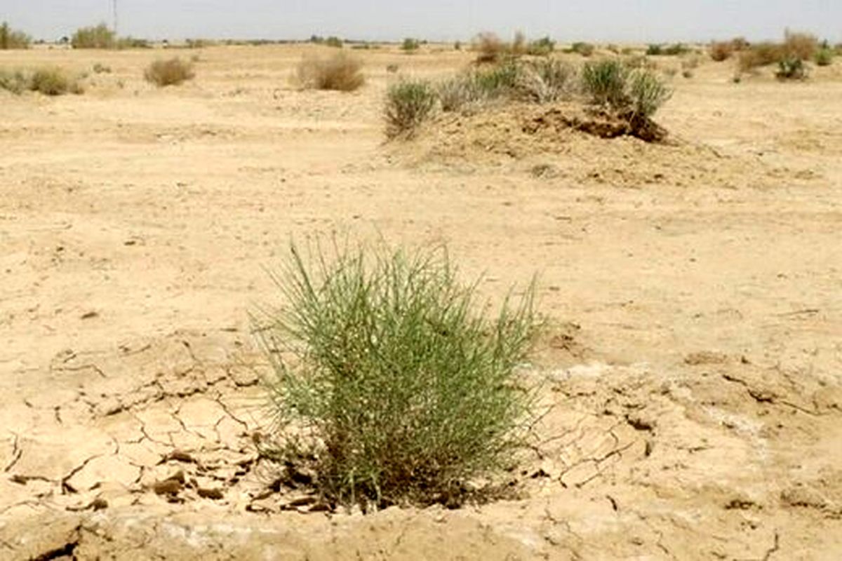 اقدام فائو برای تحول مدیریت جنگل‌های مناطق خشک ایران