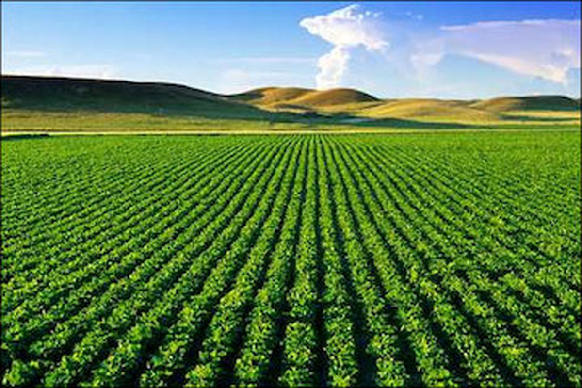هشدار سازمان هواشناسی نسبت به آبگرفتگی مزارع و خسارت به محصولات کشاورزی