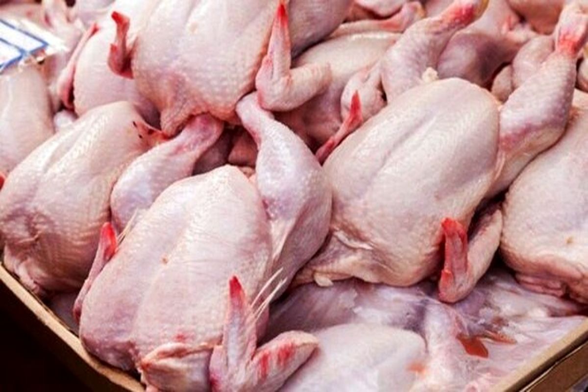 روزانه ۲۶ تن گوشت مرغ در ایلام توزیع می شود