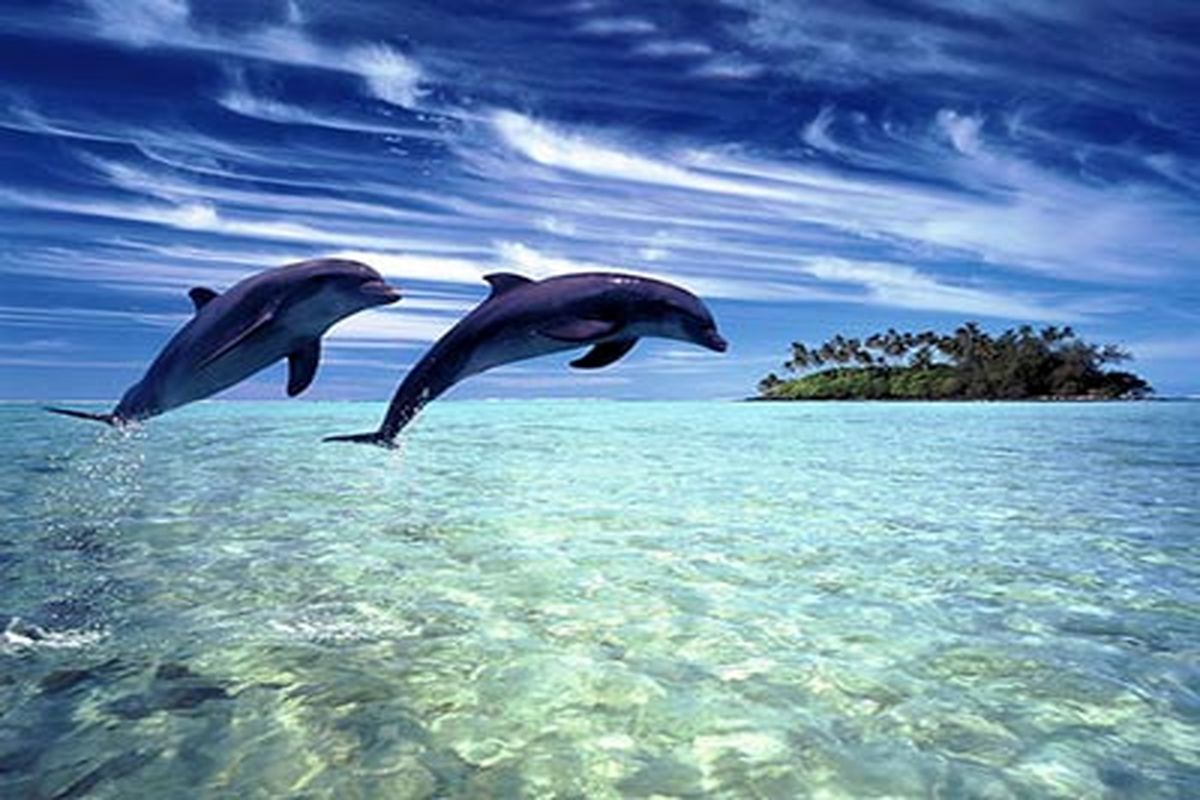 «سیاره آبی» در روز جهانی دلفین‌ها