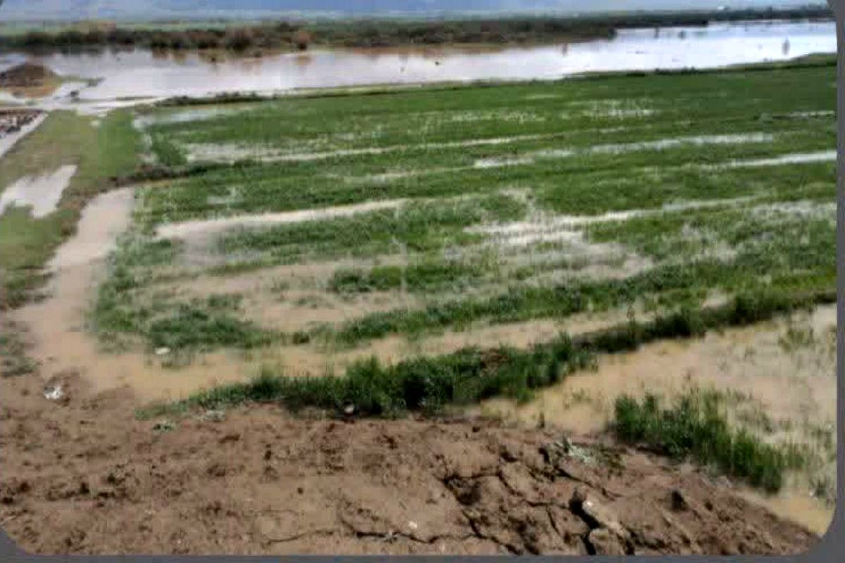 آبگرفتگی بیش از یک هزار از اراضی کشاورزی دورود بر اثر بارندگی های اخیر