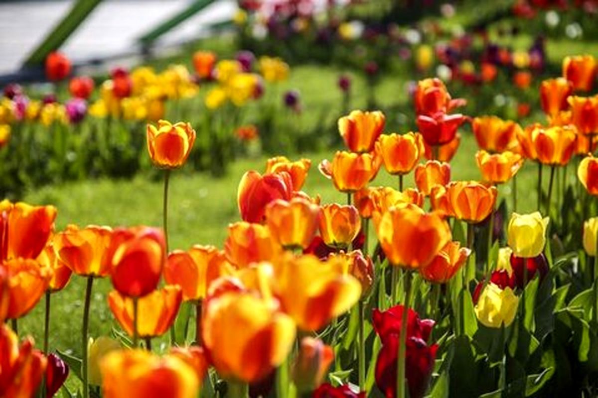 رویش ۴۰۰ هزار پیاز لاله و گل فصلی در باغ گلهای کرج/ بازدید از ۱۰ فروردین