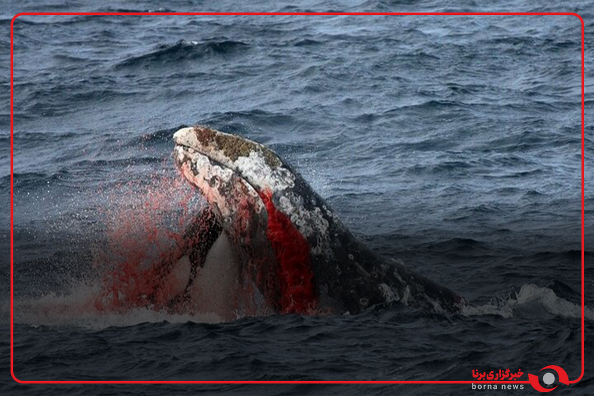 10 نهنگ‌ قاتل در یخ‌های شناور ژاپن گیر افتادند