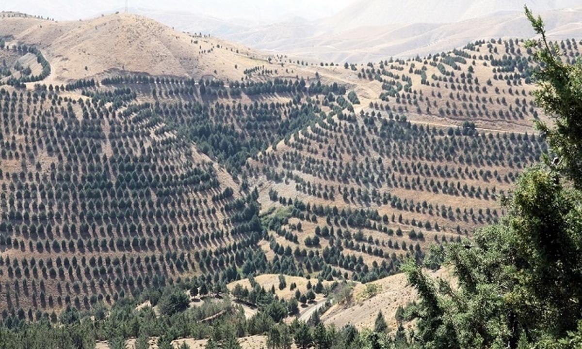 کاشت یک میلیارد درخت راهکاری نوین برای مدیریت بهینه منابع آب