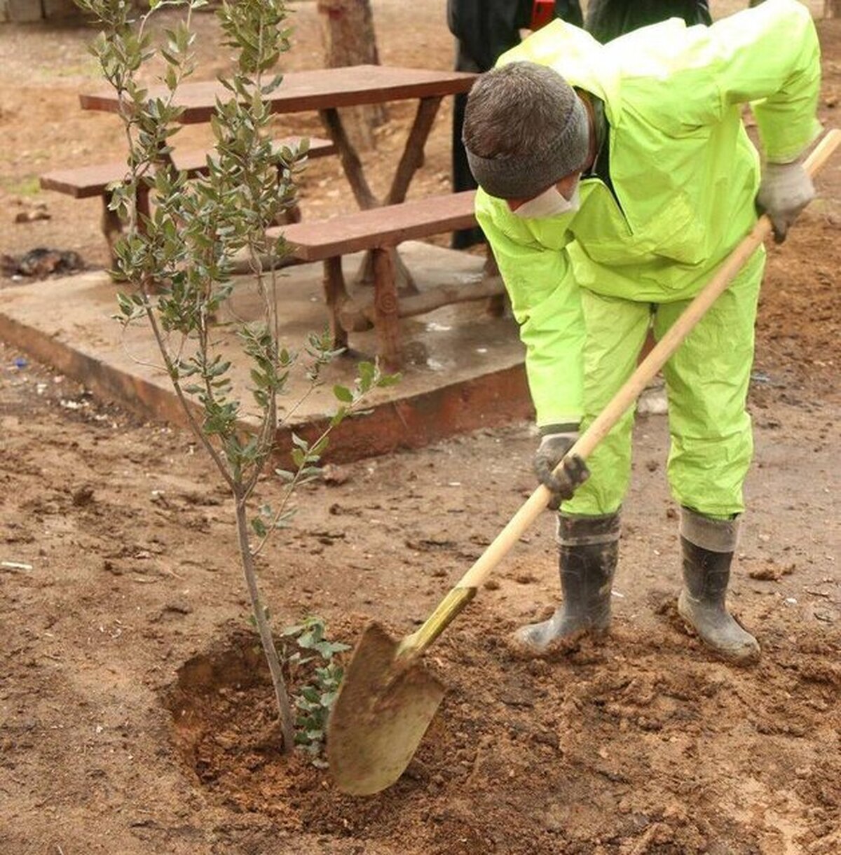 مشارکت بهشت زهرا در پویش ملی نهضت کاشت یک میلیارد درخت