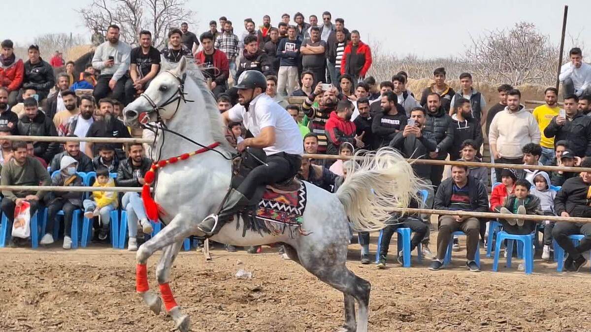 همایش اسب های بومی و محلی در شهرستان بویین زهرا برگزار شد