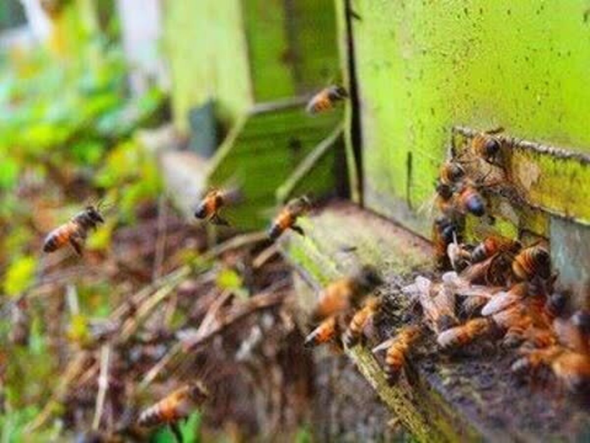 ممنوعیت  کوچ بدون مجوز زنبورستان های لرستان به سایر استانها