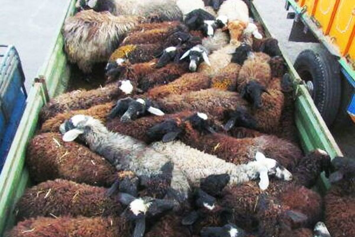 انهدام باند سرقت احشام با سلاح سرد در شهرری