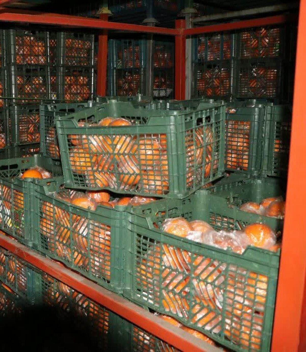 ذخیره سازی بیش از یک هزار تن گوشت مرغ و میوه در لرستان