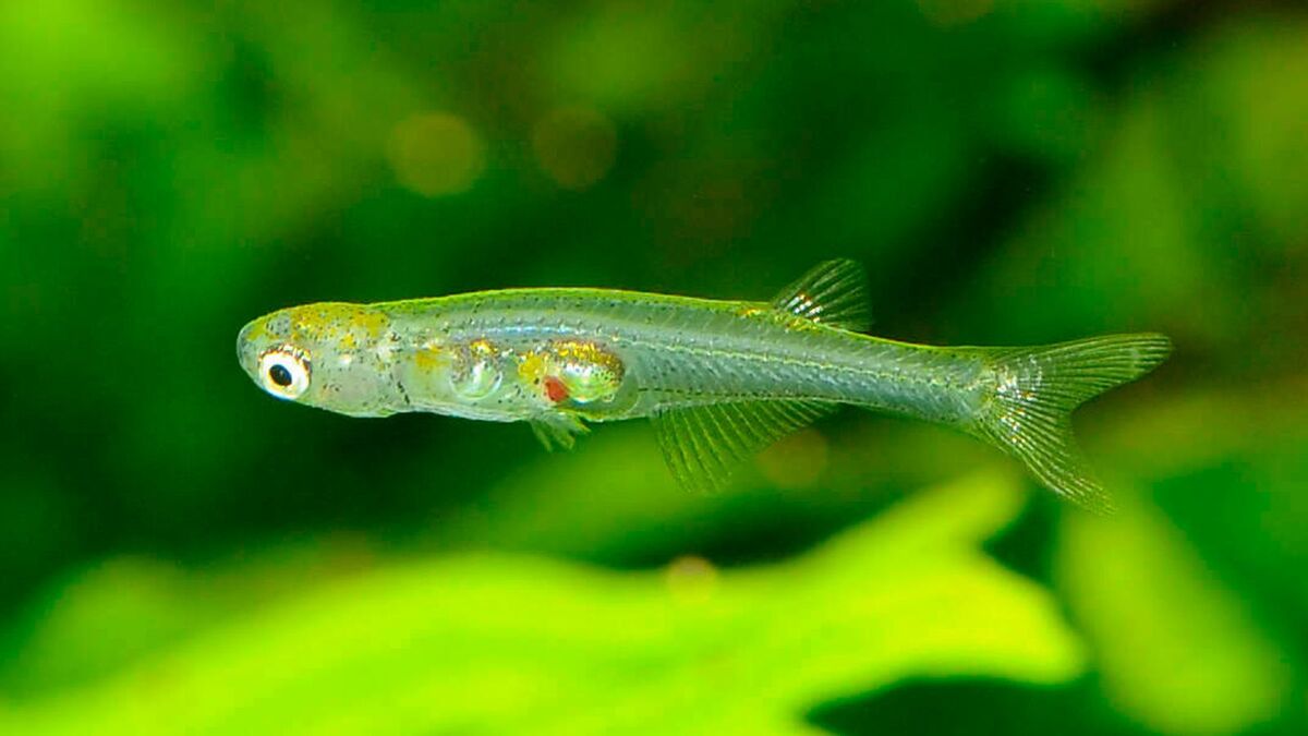 راز صدای بلند ماهی‌های کوچک کشف شد
