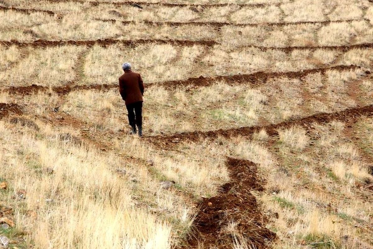 کشاورزان خراسان شمالی ۵۰ هزار هکتار دیمزارهای گندم را رها کردند