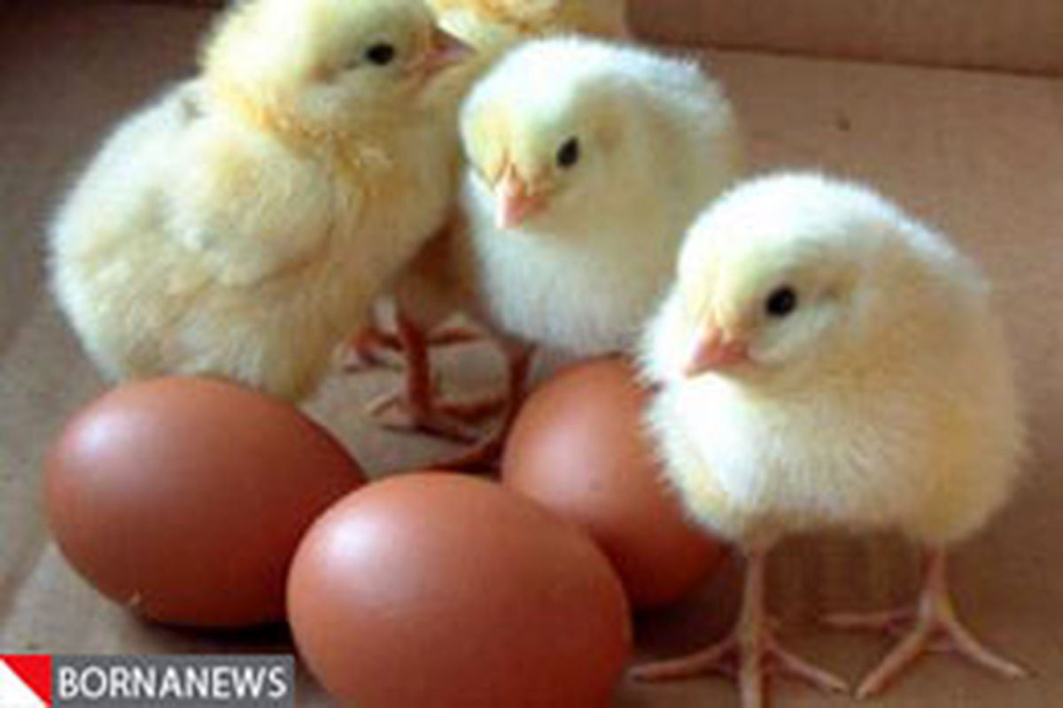 قیمت مصوب مرغ ۷۳ هزار تومان و هر شانه تخم‌مرغ در حدود ۱۰۰ هزار تومان