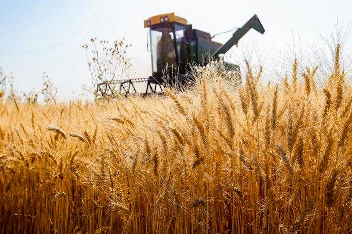پیش بینی برداشت ۸ تا ۹ میلیون تن گندم در سال جدید